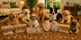 Pet Necklaces