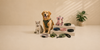 Pet Collars, Harnesses & Accessories