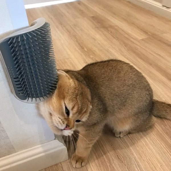 Cat Self-Grooming Wall Brush alternate view